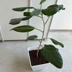 譲り先が決まりました　
フィカス　ベンガレンシス　鉢植え　観葉植物の画像