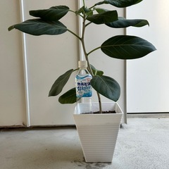 譲り先が決まりました　
フィカス　ベンガレンシス　鉢植え　観葉植物の画像
