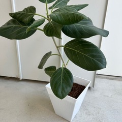 譲り先が決まりました　
フィカス　ベンガレンシス　鉢植え　観葉植物の画像