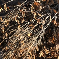 薪、焚き火、キャンプの画像