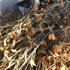 薪、焚き火、キャンプの画像