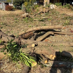 薪、丸太【無料】まきの木、もみの木、古民家廃材の画像