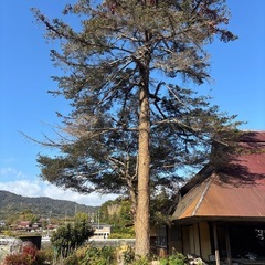 薪、丸太【無料】まきの木、もみの木、古民家廃材の画像