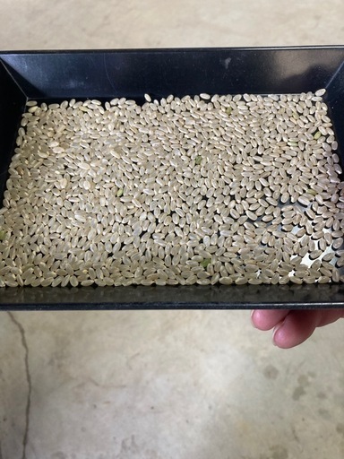 R7年産　あきのきらめき　玄米３０キロ