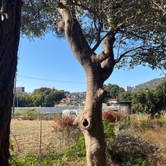 薪、丸太【無料】まきの木、もみの木、古民家廃材の画像