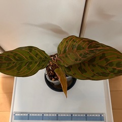 アグラオネマ レッドアーミー の画像