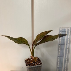 アグラオネマ レッドアーミー の画像