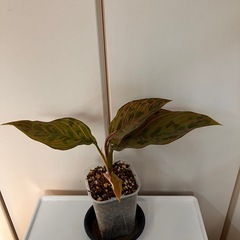 アグラオネマ レッドアーミー の画像