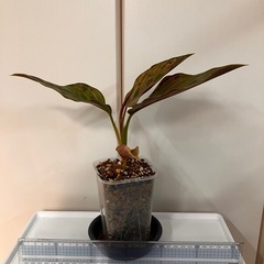 アグラオネマ レッドアーミー の画像