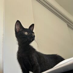 急募！かわいい黒子猫ちゃん！ - 里親募集