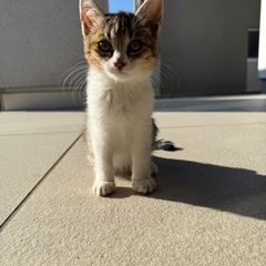 きじしろちゃん