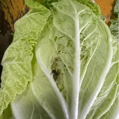 野菜の外葉、虫食い野菜
あげます！！の画像