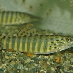 引き取り限定　シンクロッスス・ベルドモレイ=ロイヤルギャラクシーローチの画像