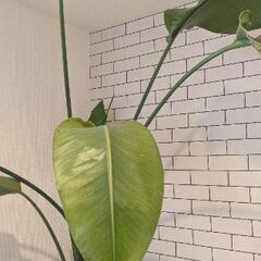 オーガスタ　２株立ち　無料の画像