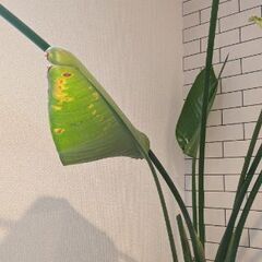 オーガスタ　２株立ち　無料の画像