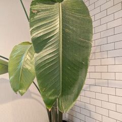 オーガスタ　２株立ち　無料の画像