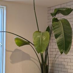 オーガスタ　２株立ち　無料の画像