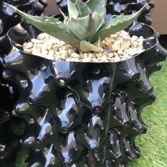 【新品】穴たくさん水捌け抜群鉢５鉢の画像