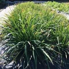 新鮮パクチーの画像