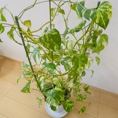 取引は11/24まで【値段相談可】元気なポトス（支柱仕立て・大きめ）ホワイト鉢付きの画像