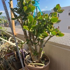 カネノナルキの画像