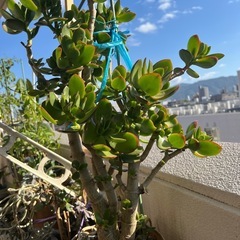 カネノナルキの画像