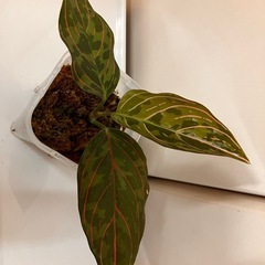 アグラオネマ レッドアーミー  ②の画像