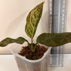 アグラオネマ レッドアーミー  ②の画像