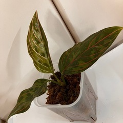 アグラオネマ レッドアーミー  ②の画像