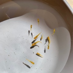 夜桜ゴールド｜10匹セット ¥1,000（1セット限定）発送可 の画像