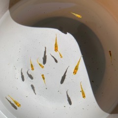 夜桜ゴールド｜10匹セット ¥1,000（1セット限定）発送可 の画像