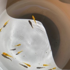 夜桜ゴールド｜10匹セット ¥1,000（1セット限定）発送可 の画像