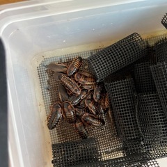 餌用G1セット(デュビア)の画像