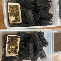 餌用G1セット(デュビア)の画像