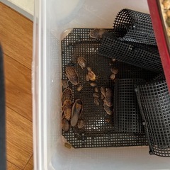 餌用G1セット(デュビア)の画像