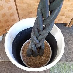 札幌【フェイクグリーン 高さ125cm】人工観葉植物 インテリアグリーン 北20条店の画像