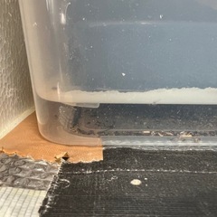 餌用G1セット(デュビア)の画像