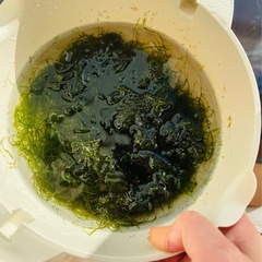 ウィローモス　片手いっぱい　水草　の画像