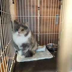 【トライアル中】夏みかんちゃん😺パステル三毛のミヌエット - 立川市