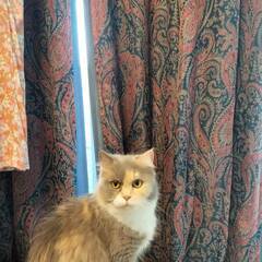 【トライアル中】夏みかんちゃん😺パステル三毛のミヌエット - 猫