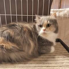 【トライアル中】夏みかんちゃん😺パステル三毛のミヌエット − 東京都