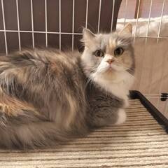 【トライアル中】夏みかんちゃん😺パステル三毛のミヌエット - 里親募集