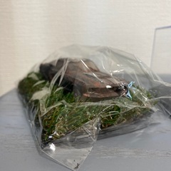 SHELBY GT500(1967) セット の画像