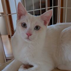はっち君・大きな目はブルー　美猫　五カ月　