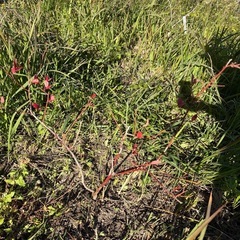 ブルーベリー1本プラス4本 の画像