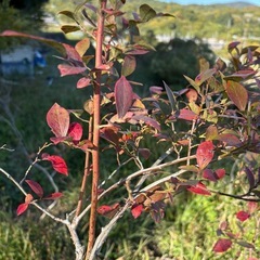 ブルーベリー1本プラス4本 の画像