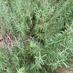 ローズマリーの画像