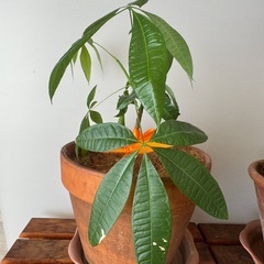 観葉植物　三鉢の画像