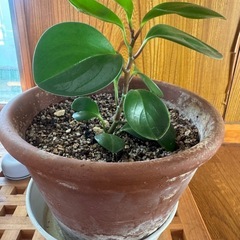 観葉植物　三鉢の画像