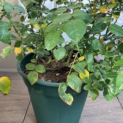 イングリッシュローズ"エリザベス"
の画像